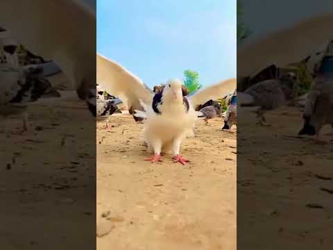 pigeon short #shorts #35trending