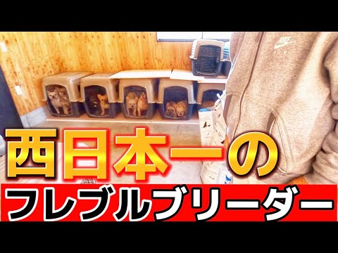 山口県にある“西日本一”のフレブルブリーダーさんの犬舎を見学させてもらいました【前編】