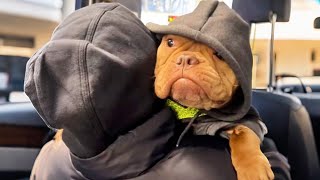 This Rescued Dog Is So Devoted to His Mother