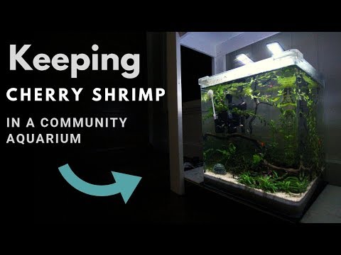 How to Keep Cherry Shrimp in a Community Aquarium