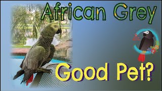 Are #AfricanGrey #Parrots Good Pets? #Parrot_Bliss Profile