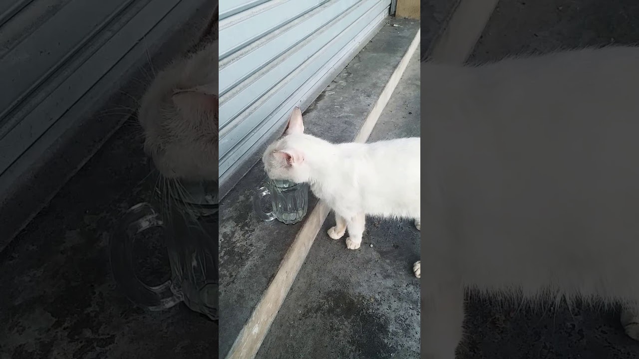 Pandainya minum  air  masak dalam gelas  Kucing siapa lah ni 