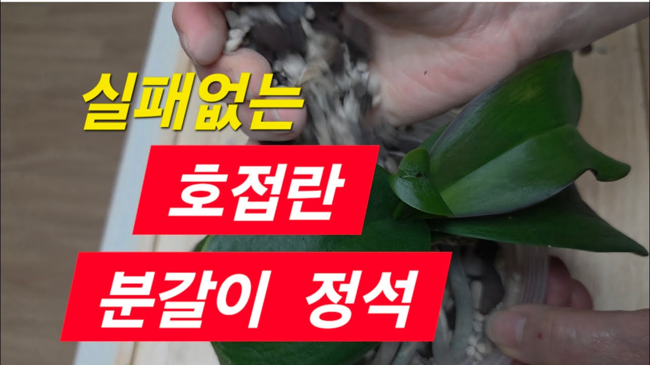 호접란 분갈이의 정석! 바크와 난석 5:5 황금비율로 새 집 이사하기 #호접란분갈이 #도시농부 