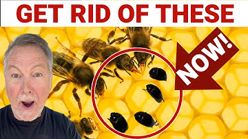 Bijenhouden betekent het bestrijden van kleine kastkevers