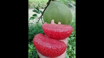 Ăn thử bưởi Ruby Thái Lan- Giống bưởi vỏ xanh- Ruột đỏ- Không hạt- happytrees.