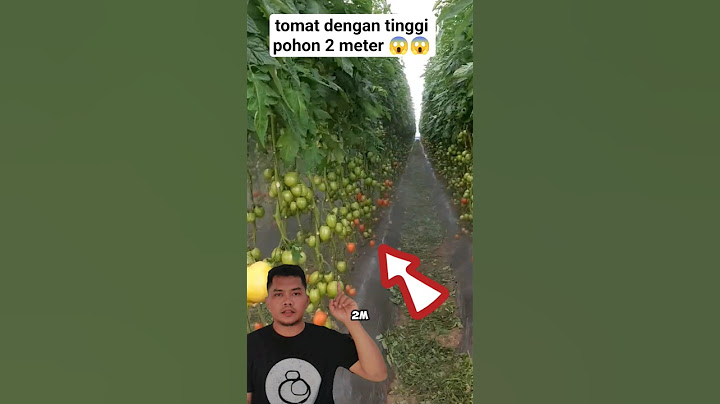 tomat dengan tinggi pohon 2 meter 😱😱 #shorts #trendingshorts #tomat #budidaya #farming #agriculture