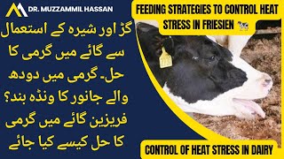 Gur aur sheera say garmi ka ilaj II Stop wanda to cattle in summer II Heat stress control injections