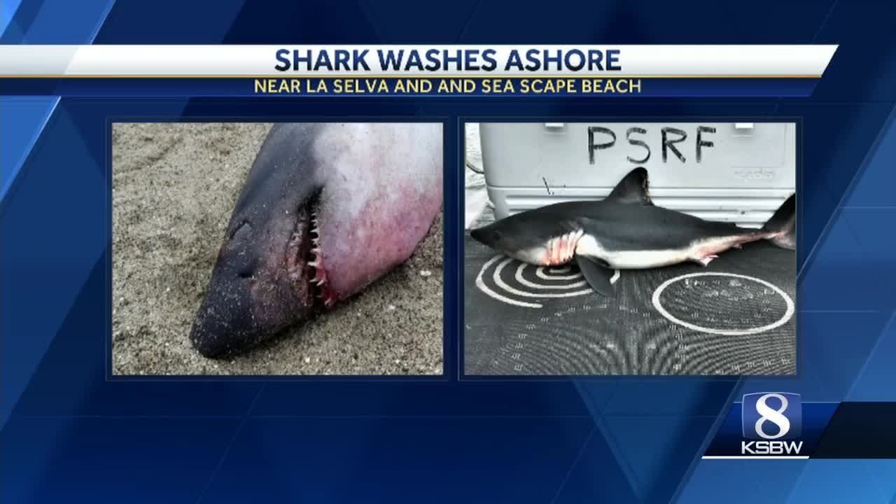 Salmon Shark washes ashore on local beach california roll