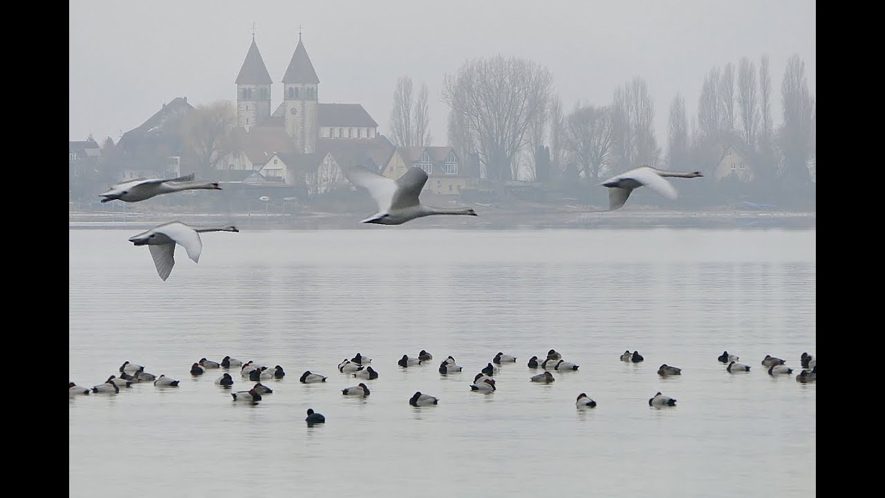 Wintervögel am Bodensee, sind da Singschwäne? Winter birds at Lake Constance