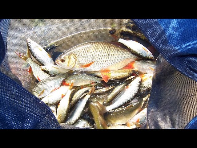 Flotteur Anglaise Pavone 3g – Ultra Sensible Pour La Pêche Au Coup