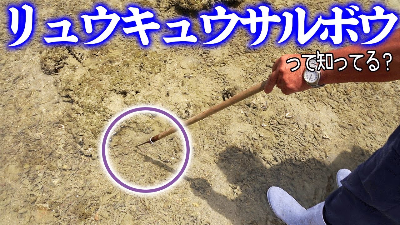 【潮干狩り】この穴攻めれば高級貝が獲れます【赤貝】