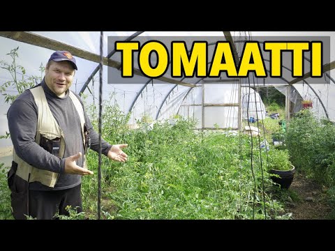 Video: Tomaatin suursilmuvirus – vinkkejä tomaattien suursilmutaudin hoitoon