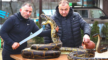 ¿A qué sabe la carne de serpiente?