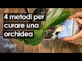 Come curare una pianta di orchidea: 4 metodi infallibili per i fiori e le foglie