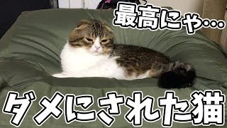 猫をダメにするクッション【スコティッシュフォールド】【Scottish Fold】