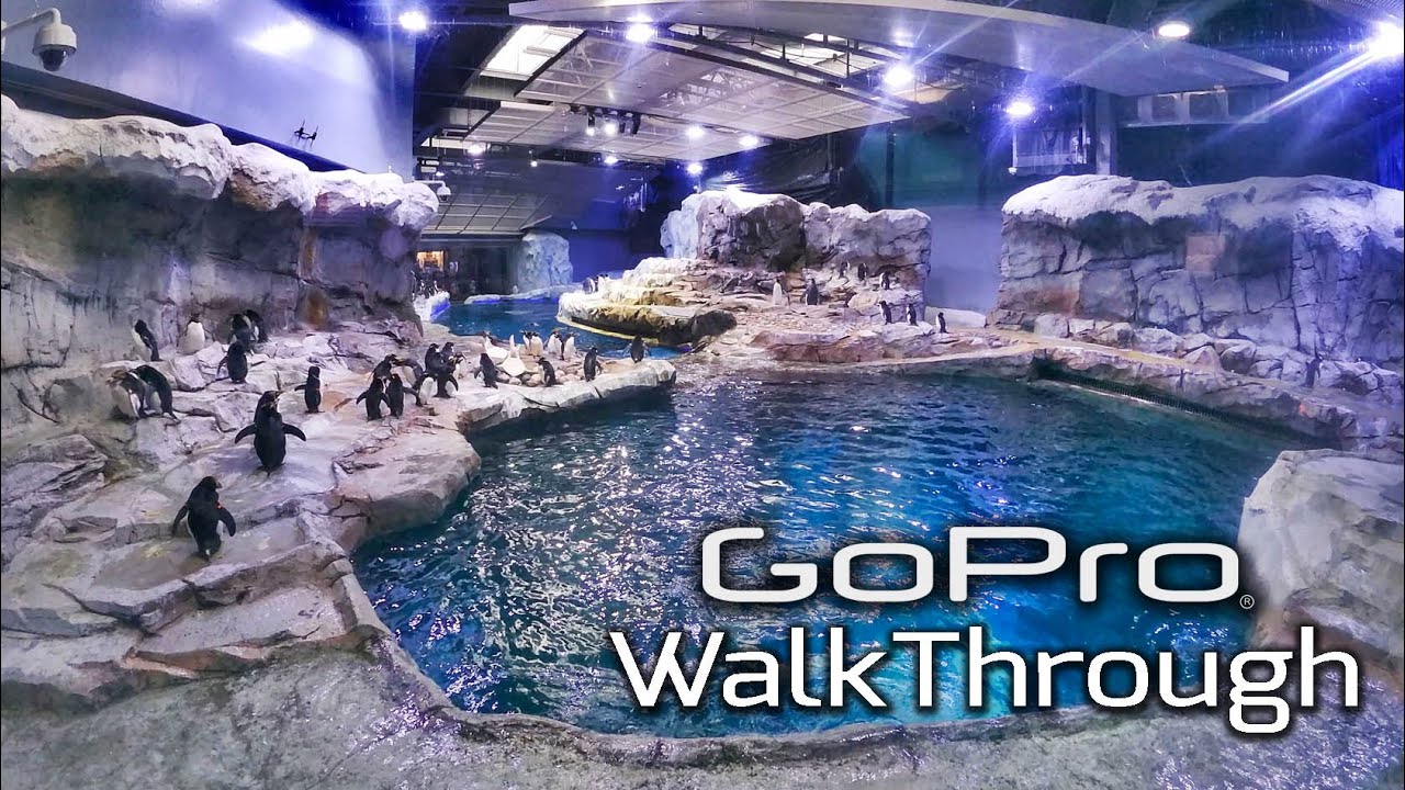 Zoopov Ep 3 Penguin Conservation Center Gopro Walk Thru Detroit Zoo Youtube