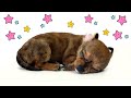 Uspokajająca muzyka do snu dla szczeniaka 🌸🐶 Kołysanka dla psa na noc, piesek zaśnie w 10 minut 💤