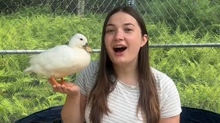 The Story Behind The Dunkin Ducks