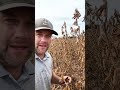 High Soybean Yield Farming