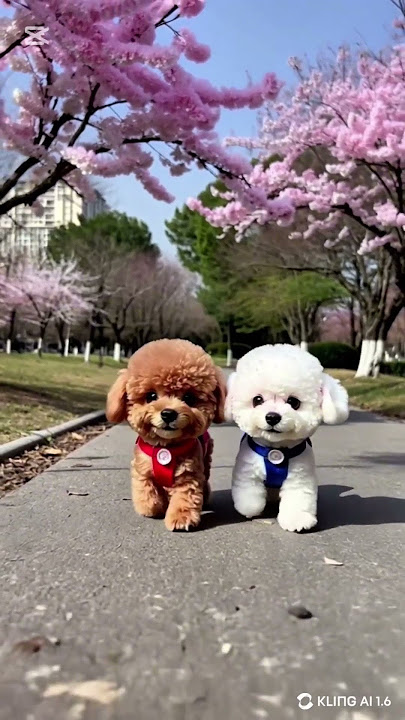 Spring Paws