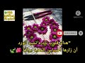 أنت دائي ودوائي أنت الحب الذي يملك فؤادي 
