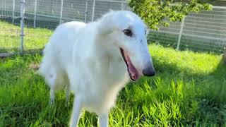 Borzoi,Irish wolfhound Meet friends at the dog park