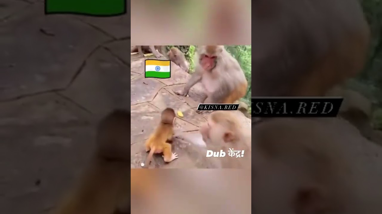 Nooo Pizza 😂🤣 ll Kisna red ll Comedy video ll 