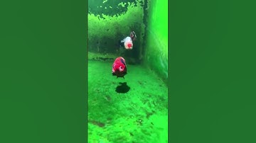 Lên rêu bể cá vàng #sắcchu