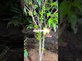#Jaboticaba #BuahLangka #BuahUnik #TanamanEksotis #TanamanCantik #BibitBuahLangka #RedEscarlate