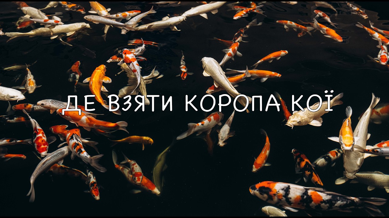 ДЕ ВЗЯТИ КОРОПА КОЇ | ABM AQUATIC | ШТУЧНІ ВОДОЙМИ ТА РИБНІ ФЕРМИ