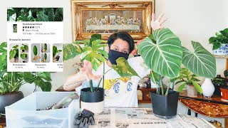 REVIEW ETSY PLANT PURCHASE Monstera Thai Constellation & Philodendron Gloriosum + Plant Care & Tips