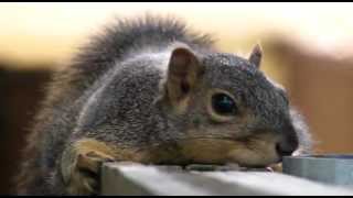 Laying on Fence - Nibbler Squirrel Lazy Summer Afternoon