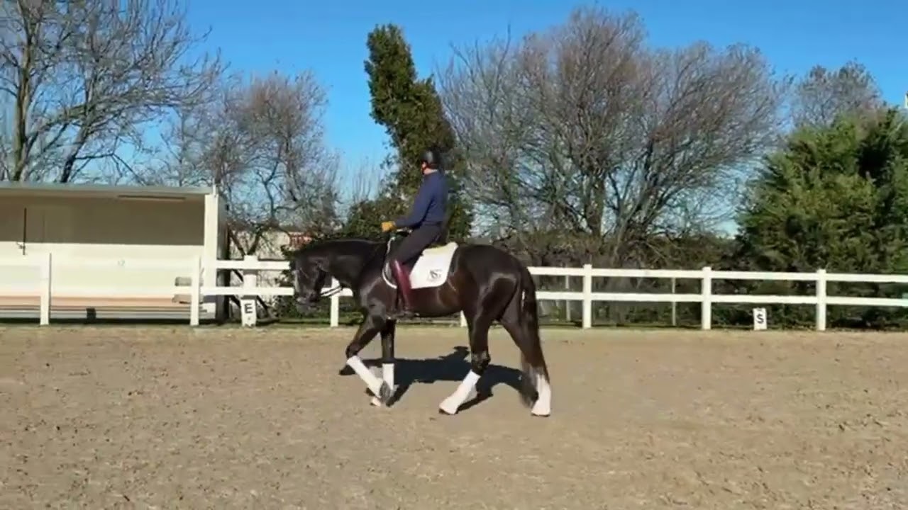 PSL gelding for Sale – SOLEADO – Young Talent (3 y/o – 1.65 m – Ideal for Amateur+ Riders – Spain)_2