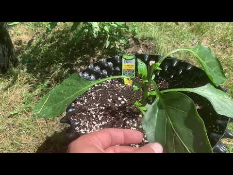 The More Roots, The More Fruits. The More Shoots, The More Fruits.