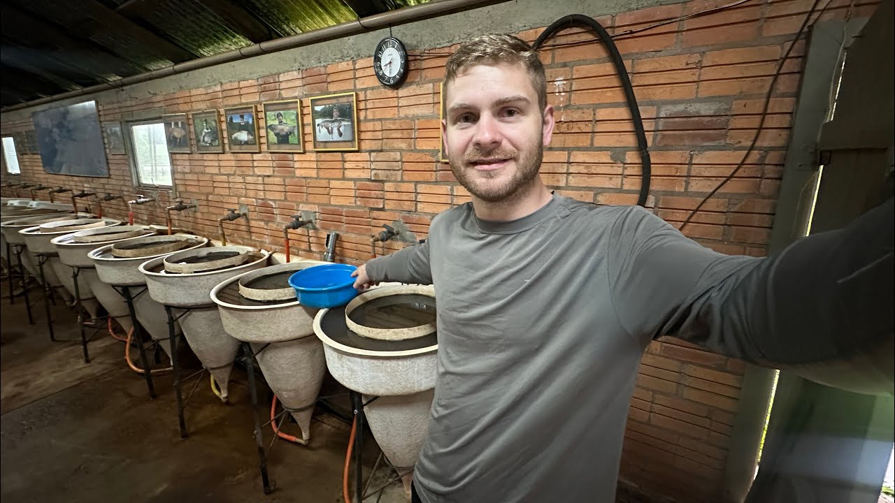 Resultado da reprodução de lambari