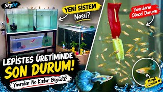 Lepistes Üretiminde Son Durum 🐟 Yavrular Ne Kadar Büyüdü? Yeni Sistem Nasıl?