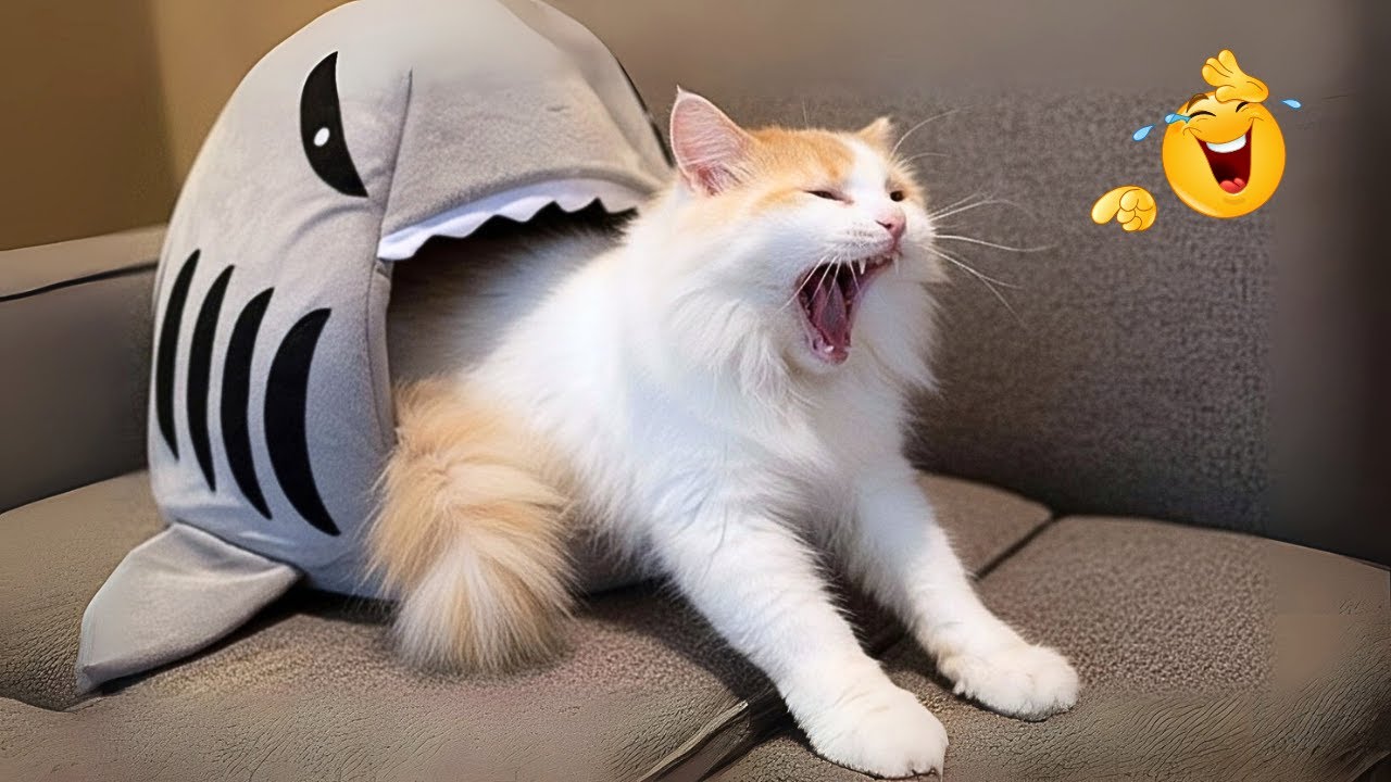 Funniest Cats and Dogs Ever 🐾🤣 You Won’t Stop Laughing 2025