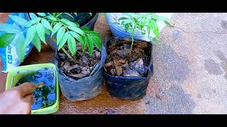 Cara pindahkan & pupuk/kedondong dari biji agar mudah berbunga@Bang Gus