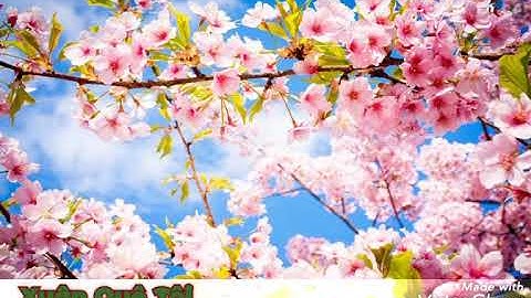 Xuân Quê Tôi ( Cẩm Ly ft Quốc Đại )