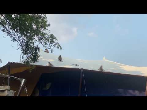 GargTent tented villas showcase