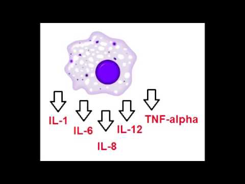 Vidéo: L'interleukine-32θ Inhibe Les Effets Favorisant La Tumeur Du CCL18 Sécrété Par Les Macrophages Dans Le Cancer Du Sein