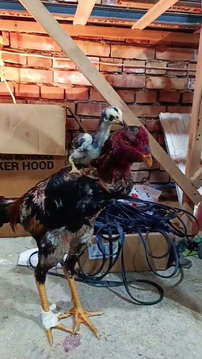 Hojatxonada anal porno fotosuratlar