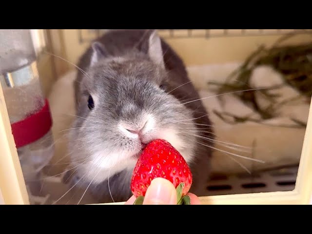 Family Only] Unreleased footage! What happens when you give a