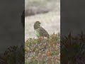 アオジの鳴き声（地鳴き）