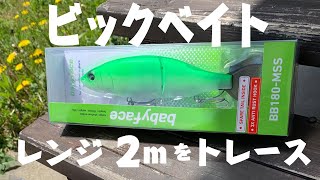 Baby Face ビックベイト【日本初２mレンジを引くS字系】