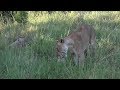 SafariLive Feb 15 - At least two cubs for lioness Kinky Tail!