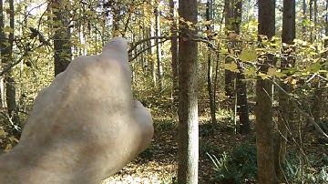 Arches and parallels