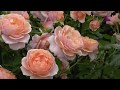 Растут ли в вашем саду розы немецкого селекционера Skarman?