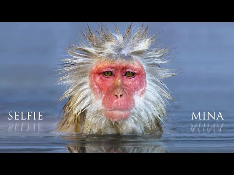 Putar Oui c'est la vie - Mina