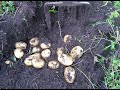 Картофель Королева Анна. Высокая урожайность, отменный вкус и отличная лежкость